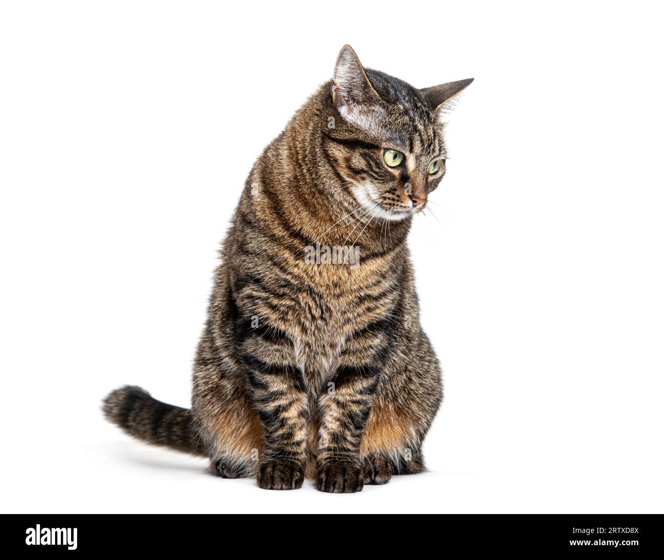 Tabby Crossbreed Katze sitzt mit einem trotzigen oder fragenden Blick, isoliert auf weiß Stockfoto
