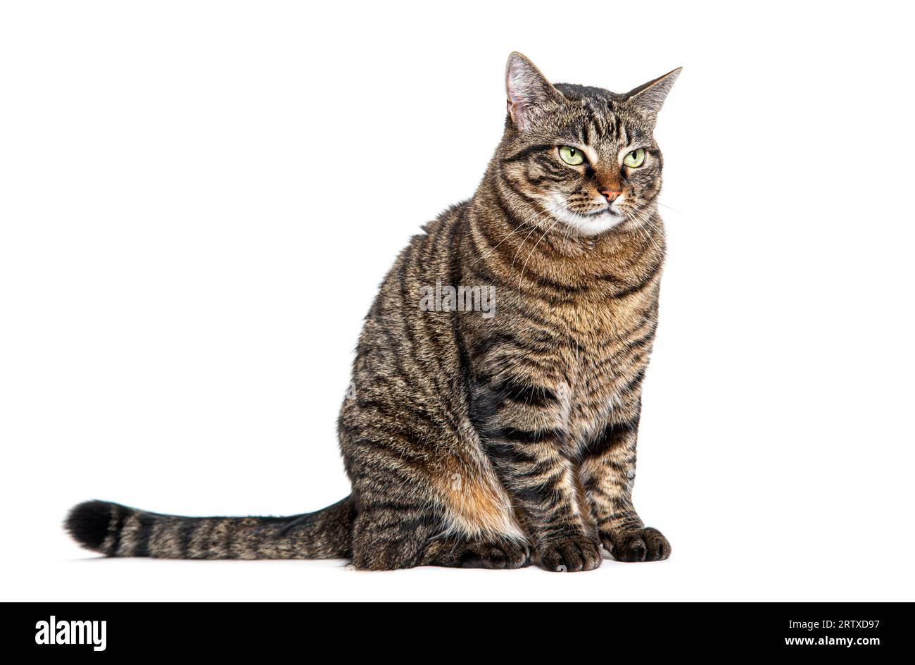 Tabby Crossbreed Katze sitzt mit einem trotzigen oder fragenden Blick, isoliert auf weiß Stockfoto