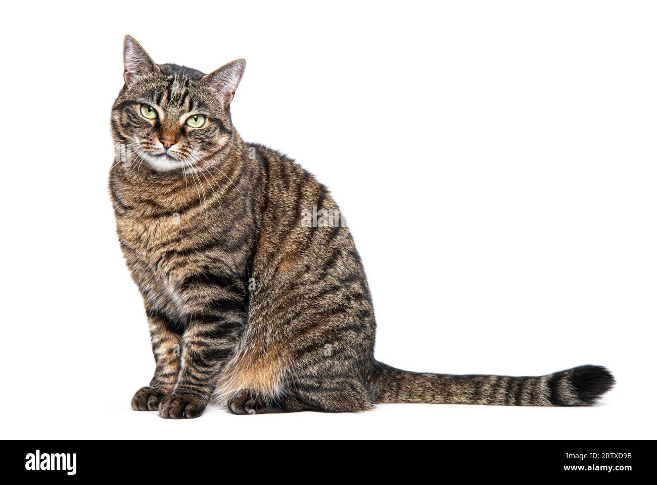 Tabby Crossbreed Katze sitzt mit einem trotzigen oder fragenden Blick, isoliert auf weiß Stockfoto