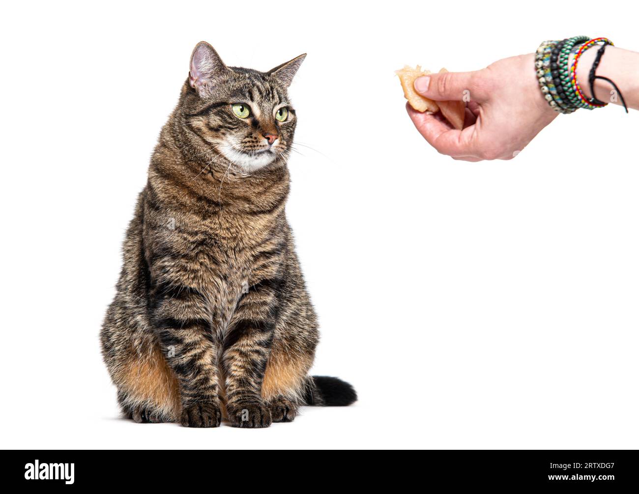 Tabby-Kreuzkatze, die eine Hand mit Futter sieht, isoliert auf weiß Stockfoto