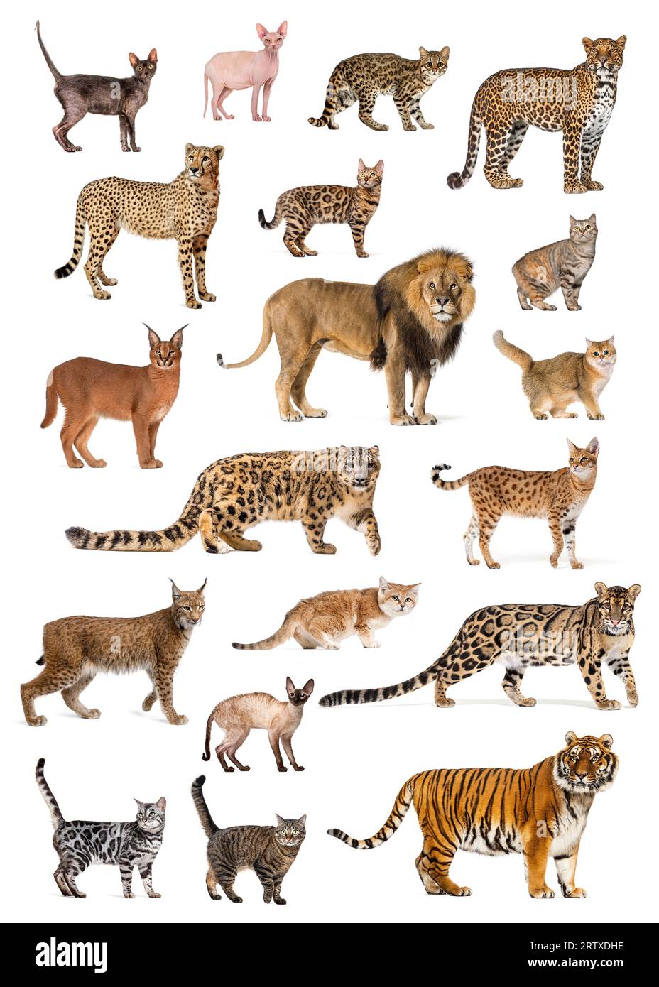Poster mit verschiedenen Rassen und Katzenarten, sowohl wild als auch privat, isoliert auf weiß Stockfoto