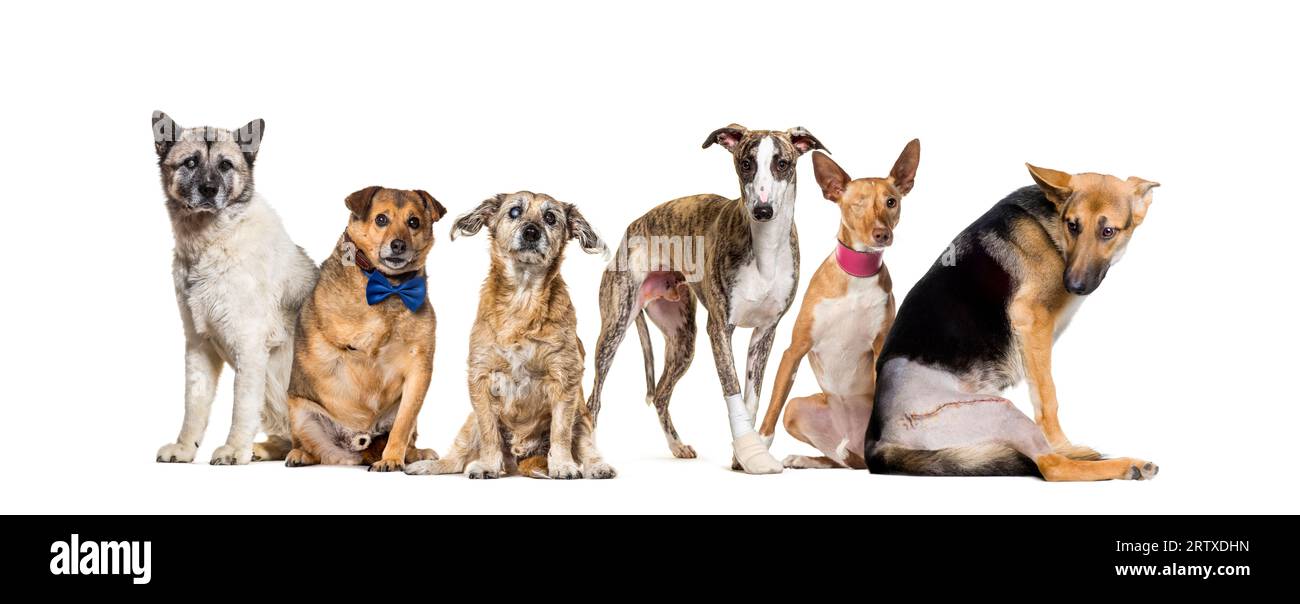 Gruppe von kranken, blinden, verletzten, behinderten Hunden, die in einer Reihe stehen, isoliert auf weiß Stockfoto