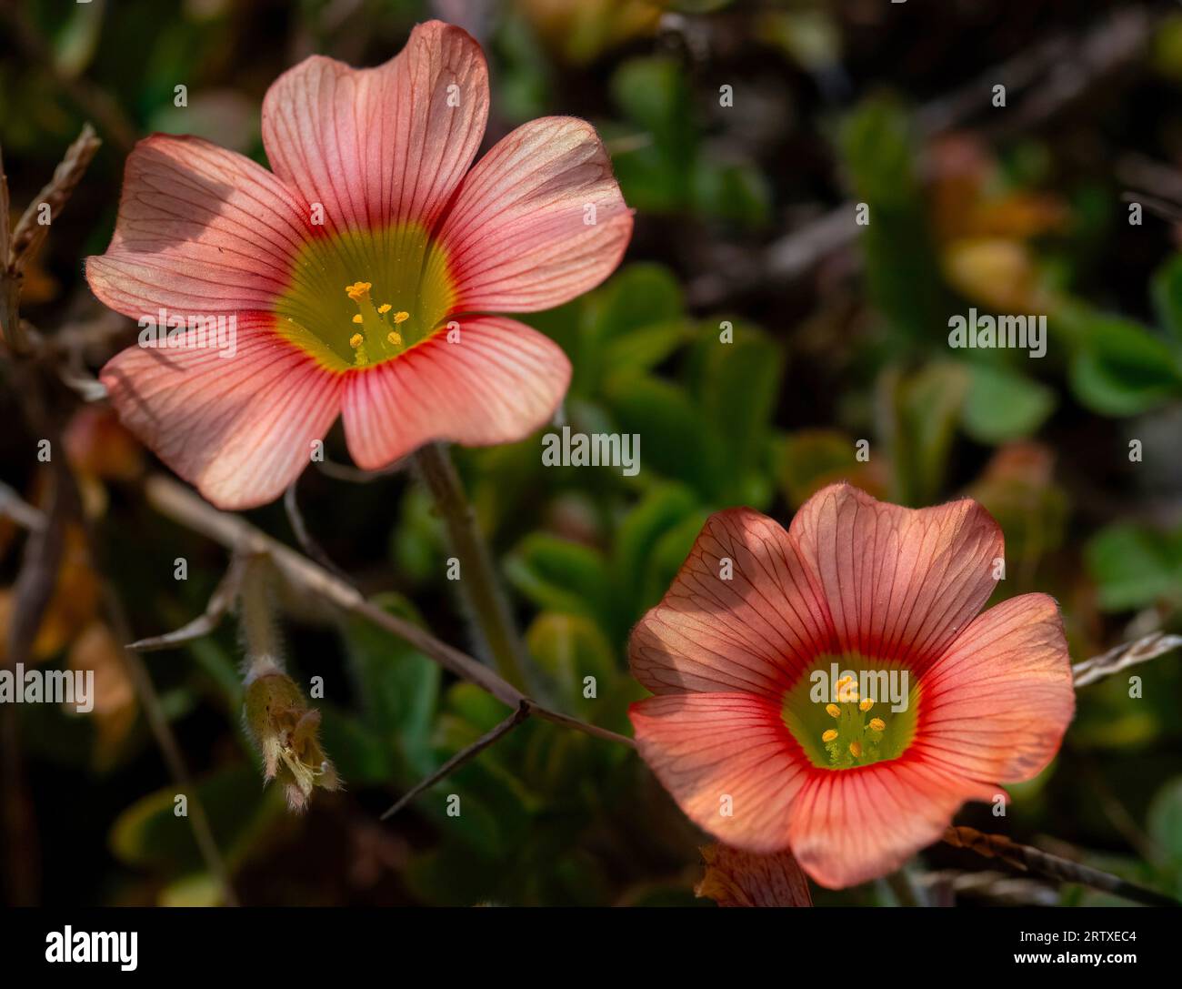 Ziegelroter Sauerampfer (Oxalis obtusa). Eine Nahaufnahme eines gemauerten roten Sauerampfer, auch bekannt als Geeloogsuring in der Nähe von Mountain Alures Resort. Stockfoto