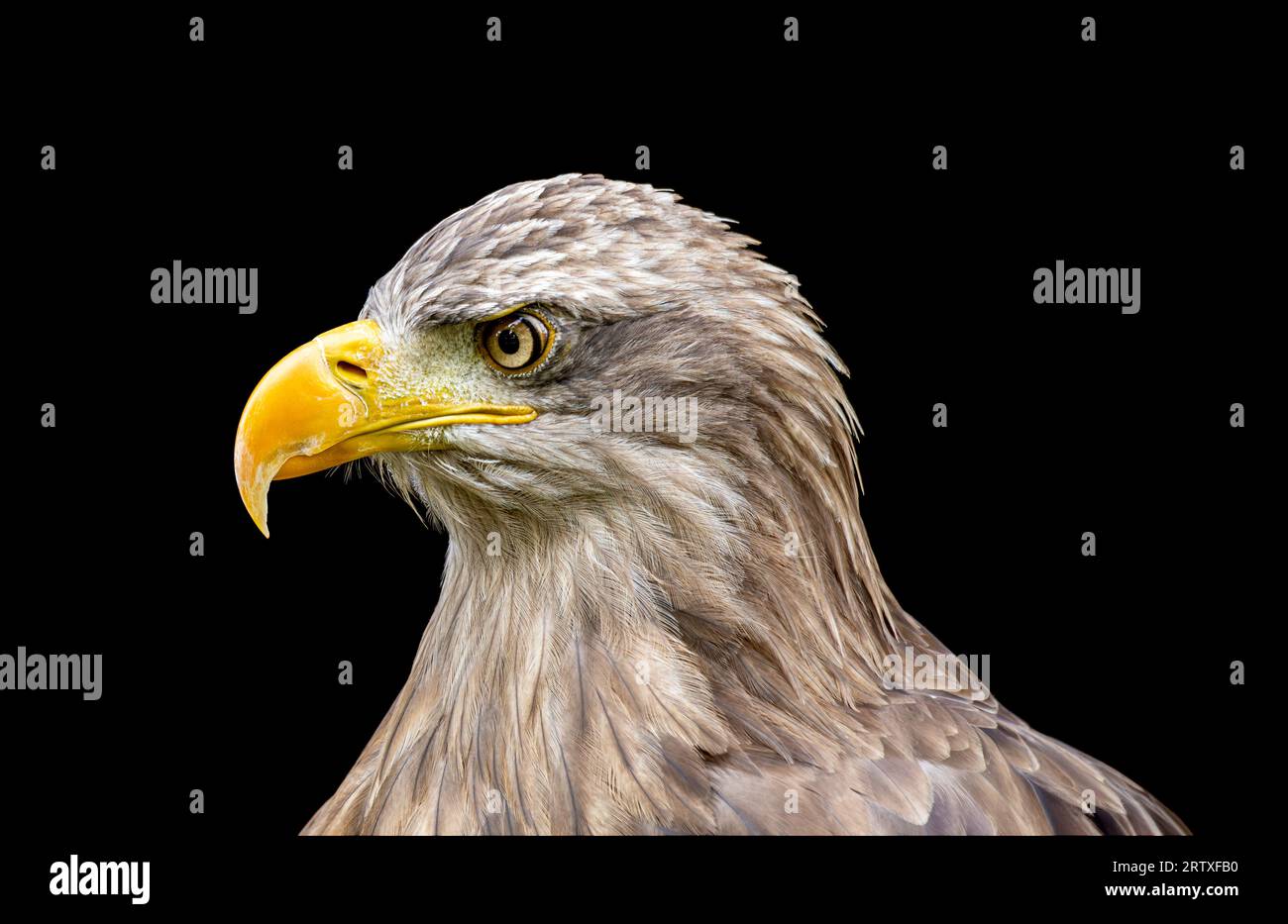 Seeadler auf schwarzem Hintergrund. Stockfoto