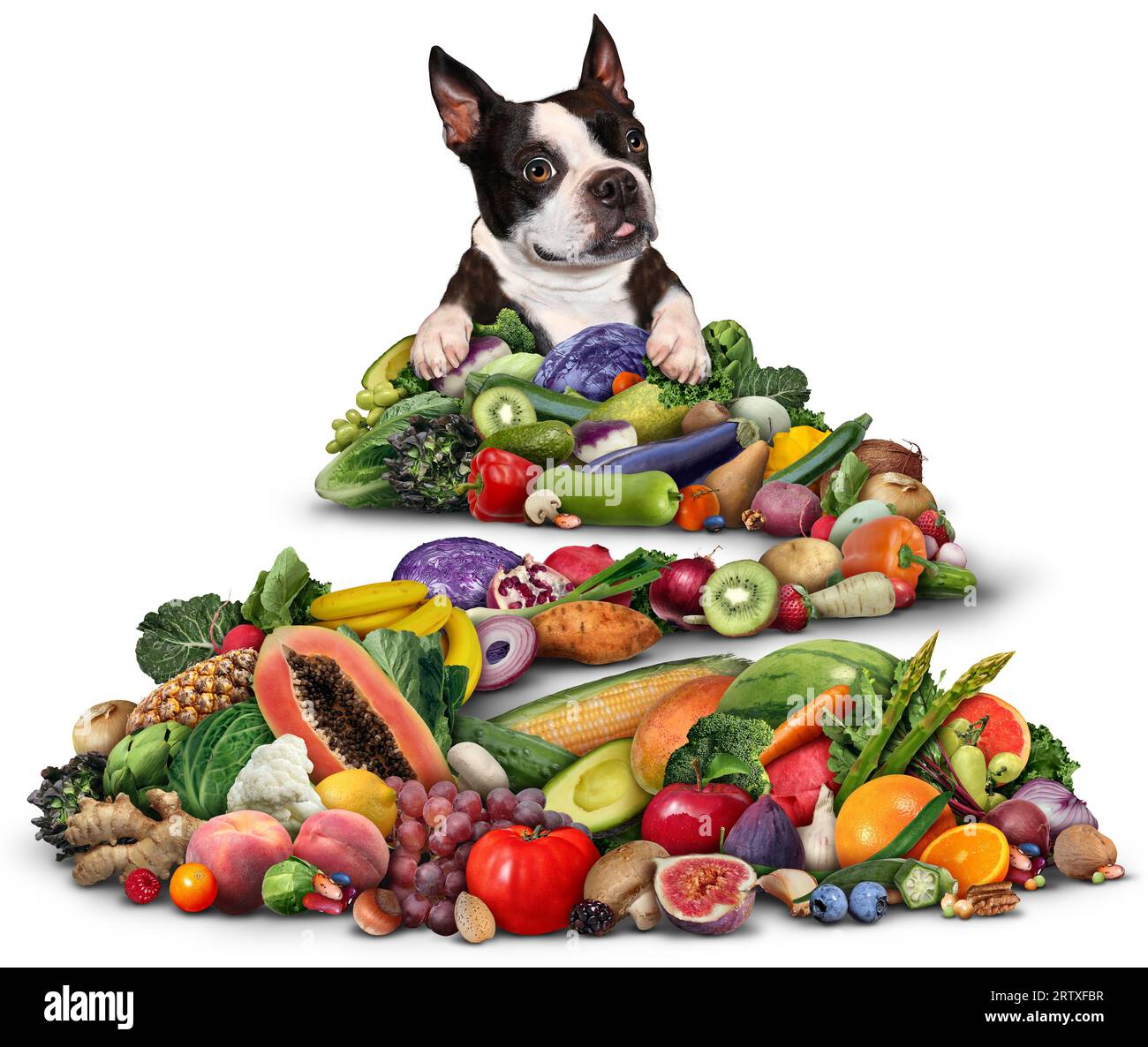 Vegetarische oder vegane Hundefutter und Hundefutter als gesundheitlicher Nutzen für Hunde, die Obst und Gemüse als pflanzliche Ernährung essen Stockfoto