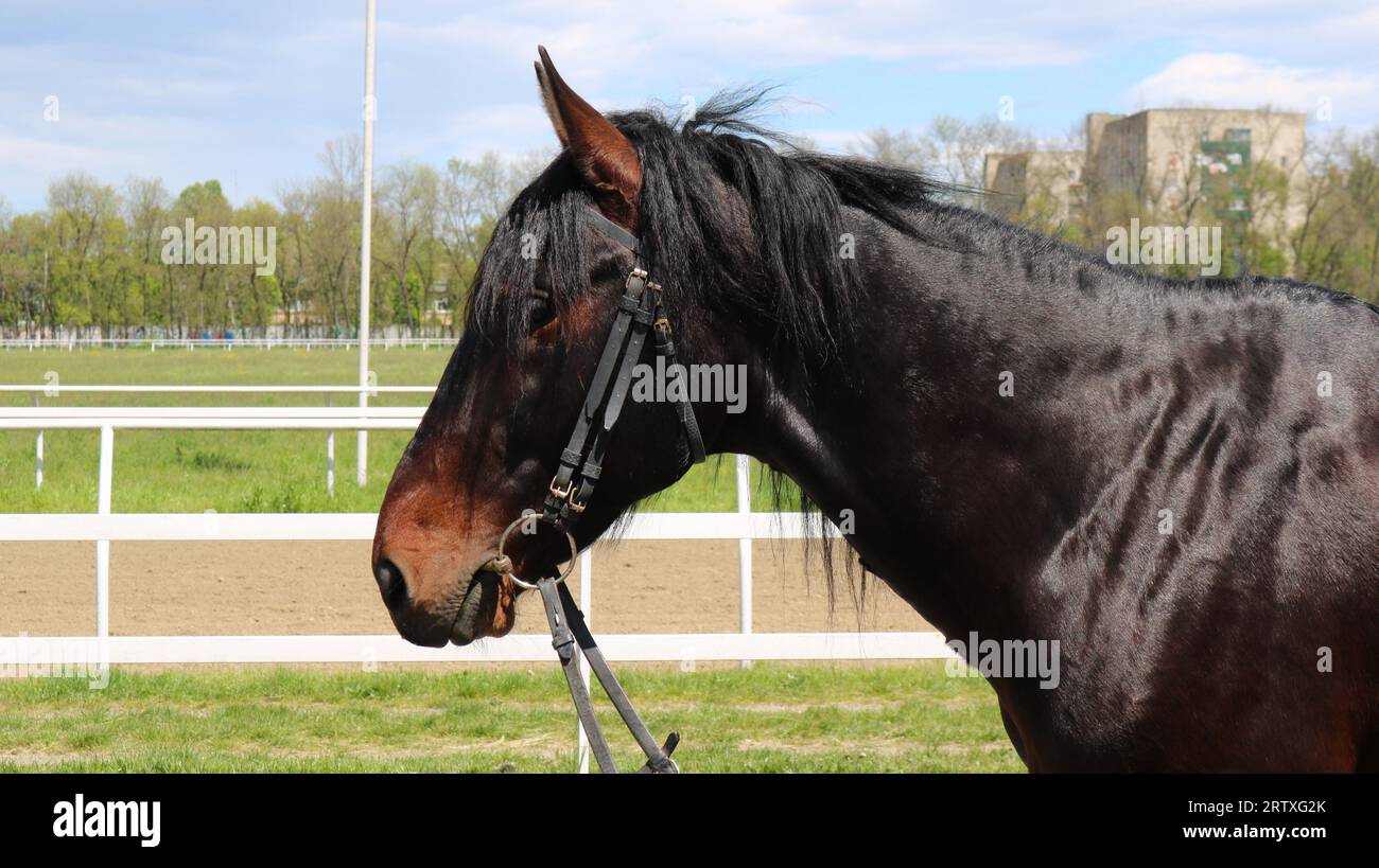 Kopf und Hals eines braunen Pferdes mit glänzendem Fell und schwarzer Mähne im Profil auf verwischtem Hintergrund des hippodroms Stockfoto