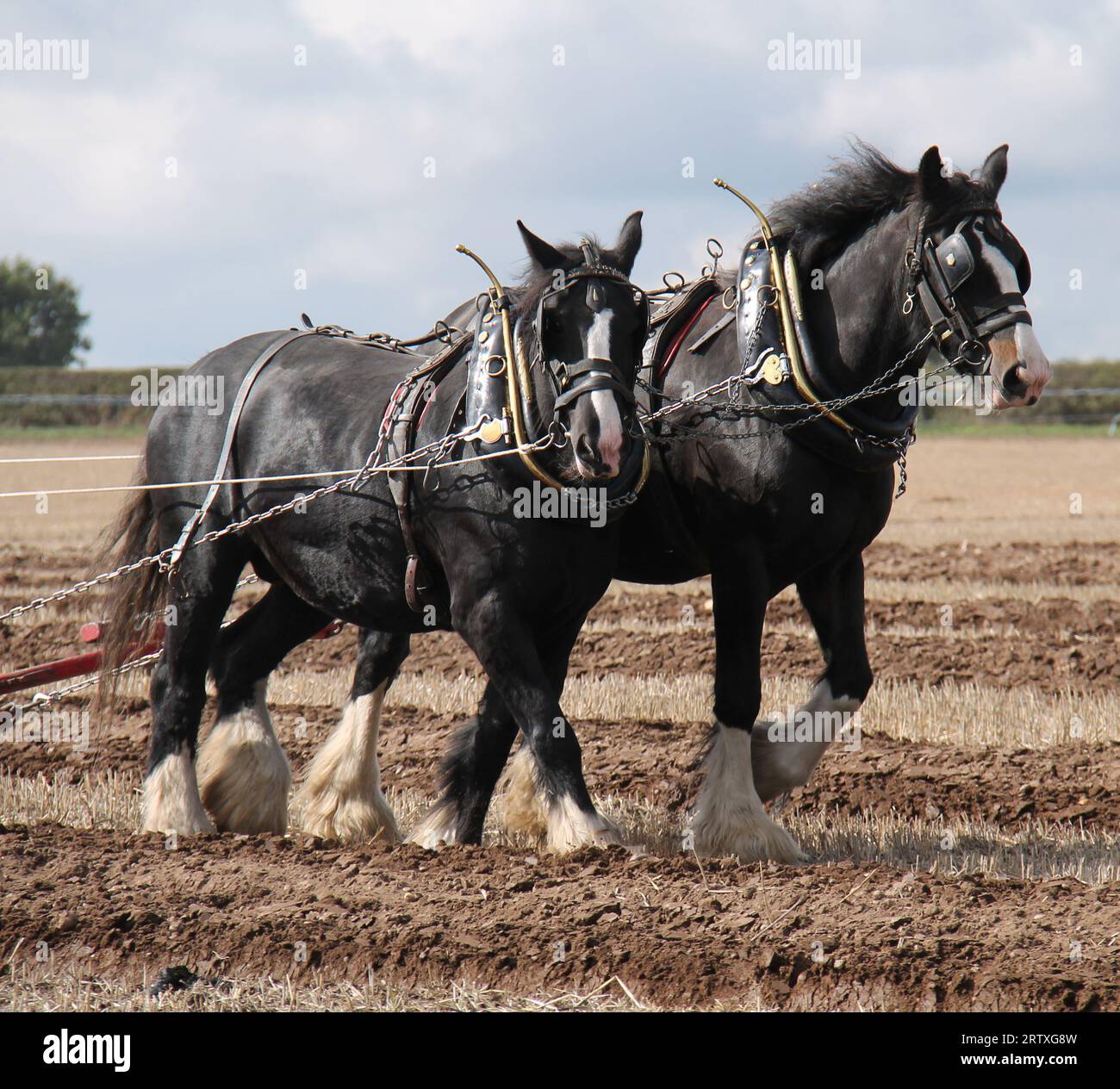 Zwei große Farmarbeiter, die ein Feld pflügen. Stockfoto