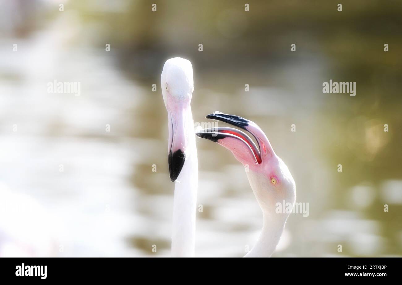 Ich liebe Flamingo Stockfoto