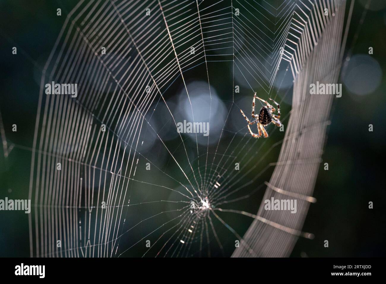 Eine gemeinsame Gartenspinne (Araneus diadematus) spinnt am 15. September 2023 in London ein kreisförmiges Orbennetz im Hintergarten eines Wohnhauses im Süden Londons. Stockfoto