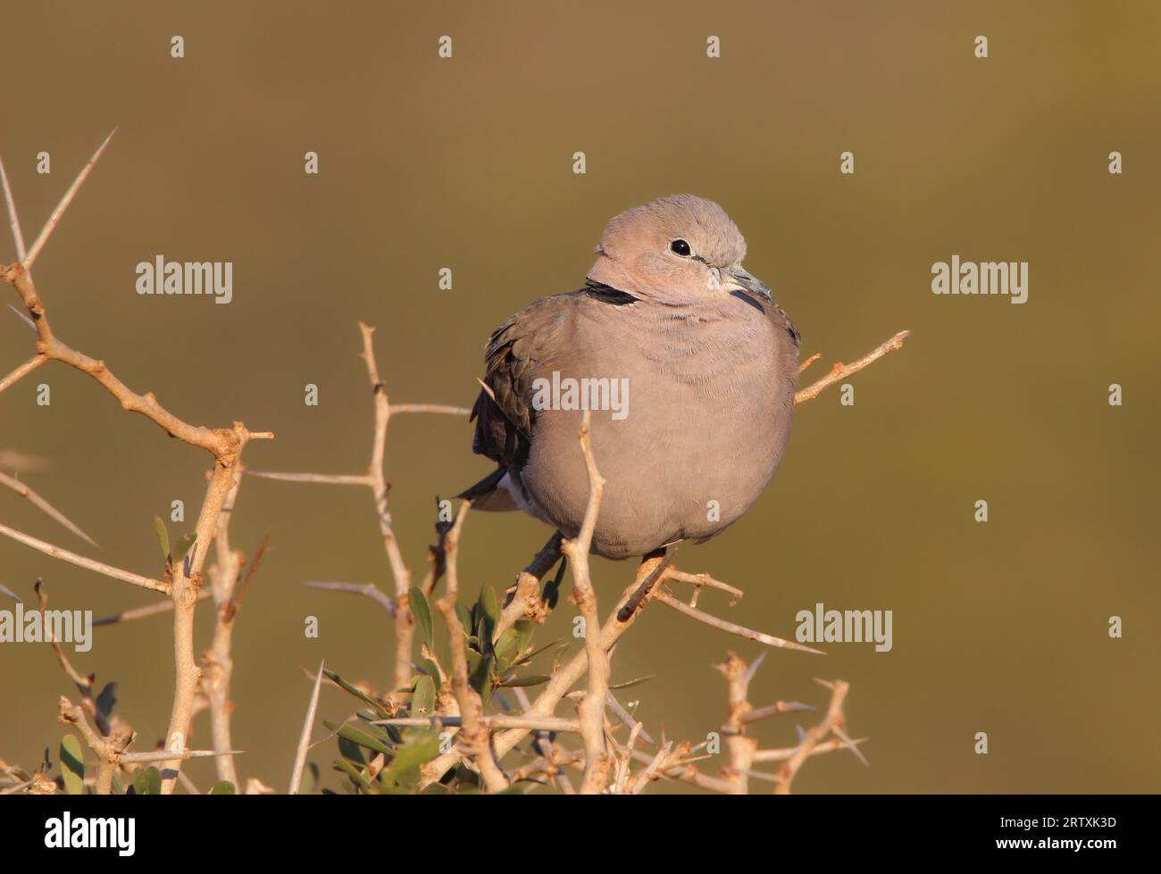 Cape Turtle Dove (Streptopelia capicola), Addo Elephant National Park, Südafrika Stockfoto