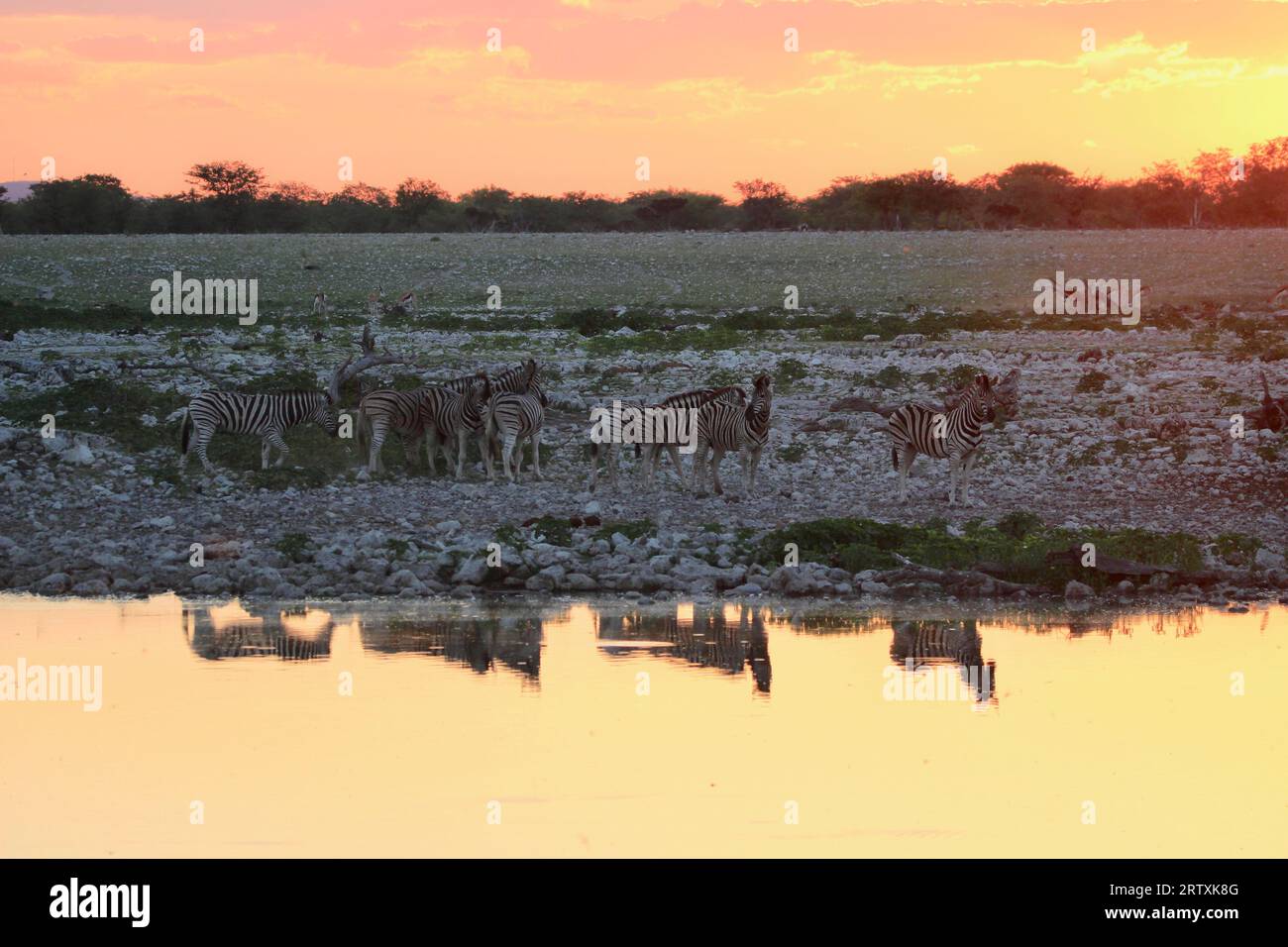 Zebra am Okaukuejo Waterhole bei Sonnenuntergang, Etosha National Park, Namibia Stockfoto