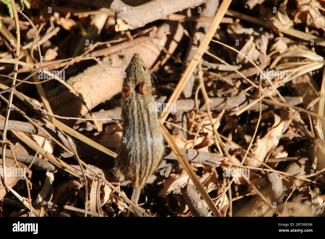 Vierstreifige Grass Mouse (Rhabdomys pumilio), Kruger National Park, Südafrika Stockfoto