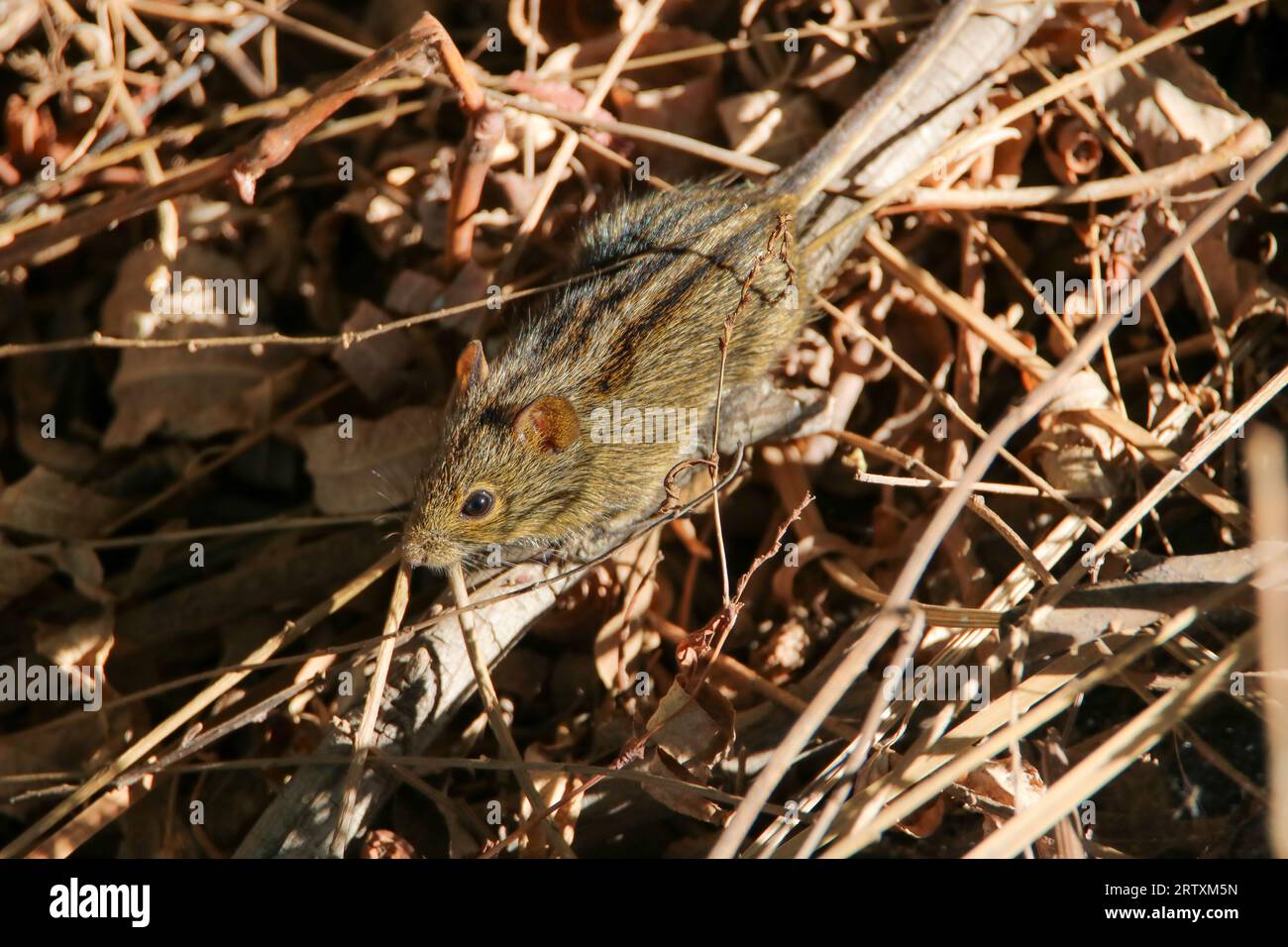 Vierstreifige Grass Mouse (Rhabdomys pumilio), Kruger National Park, Südafrika Stockfoto