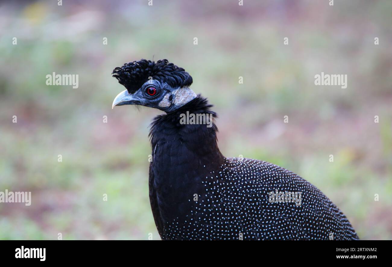 Guineafowl (Guttera pucherani), Mkhuze Game Reserve, Südafrika Stockfoto