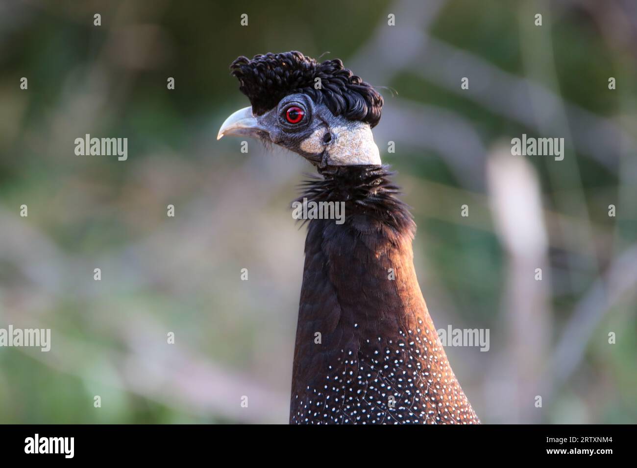 Guineafowl (Guttera pucherani), Mkhuze Game Reserve, Südafrika Stockfoto