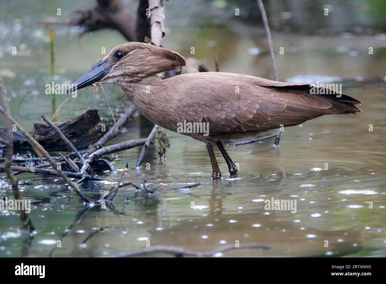 Hamerkop (Scopus umbretta) auf der Suche nach Nahrungsmitteln, Mkhuze Game Reserve, Südafrika Stockfoto