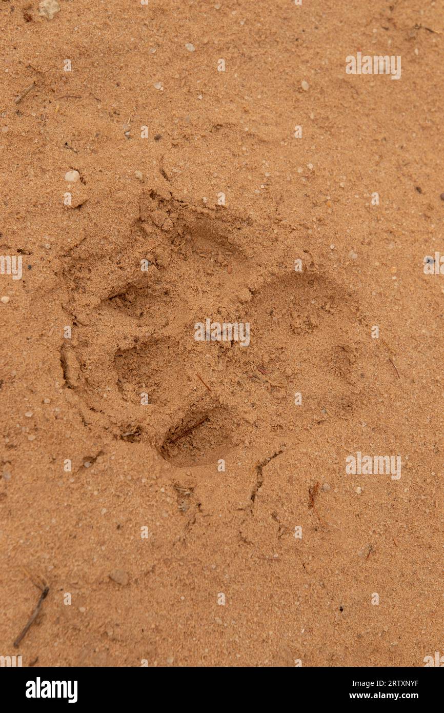 Löwenjagd oder Fußabdruck im Kgalagadi Transfrontier Park, Kalahari, Südafrika Stockfoto