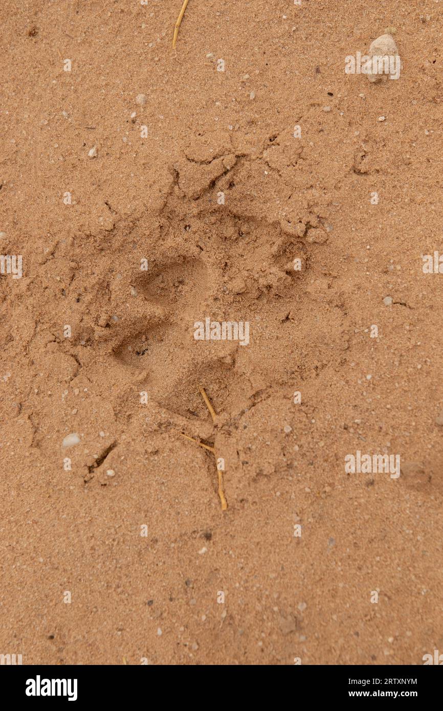 Löwenjagd oder Fußabdruck im Kgalagadi Transfrontier Park, Kalahari, Südafrika Stockfoto