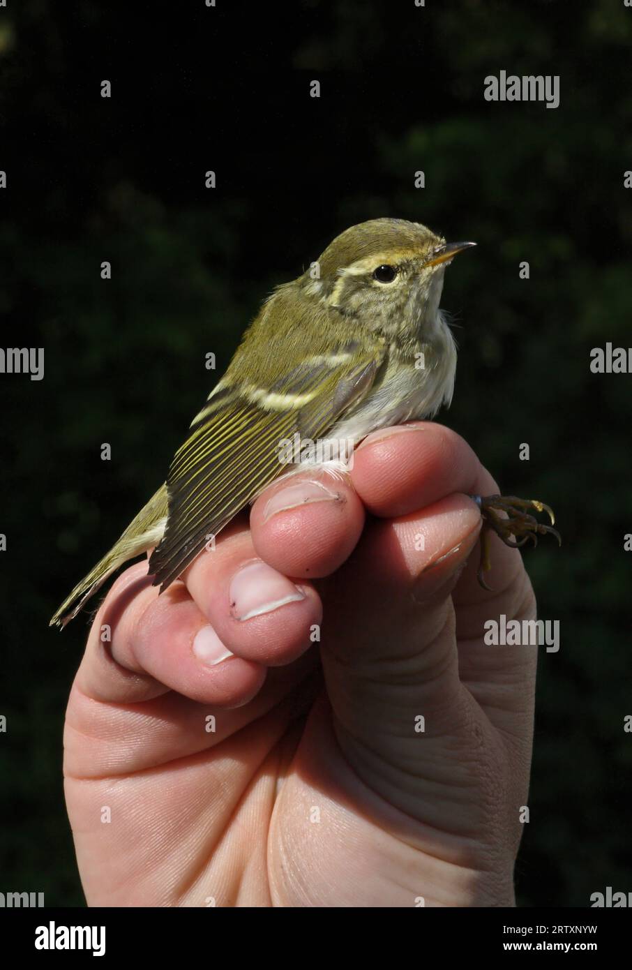 Gelbbrauen-Warbler (Phylloscopus inornatus) vagrant in der Hand zum Klingeln von Eccles-on-Sea, Norfolk, UK. Oktober Stockfoto