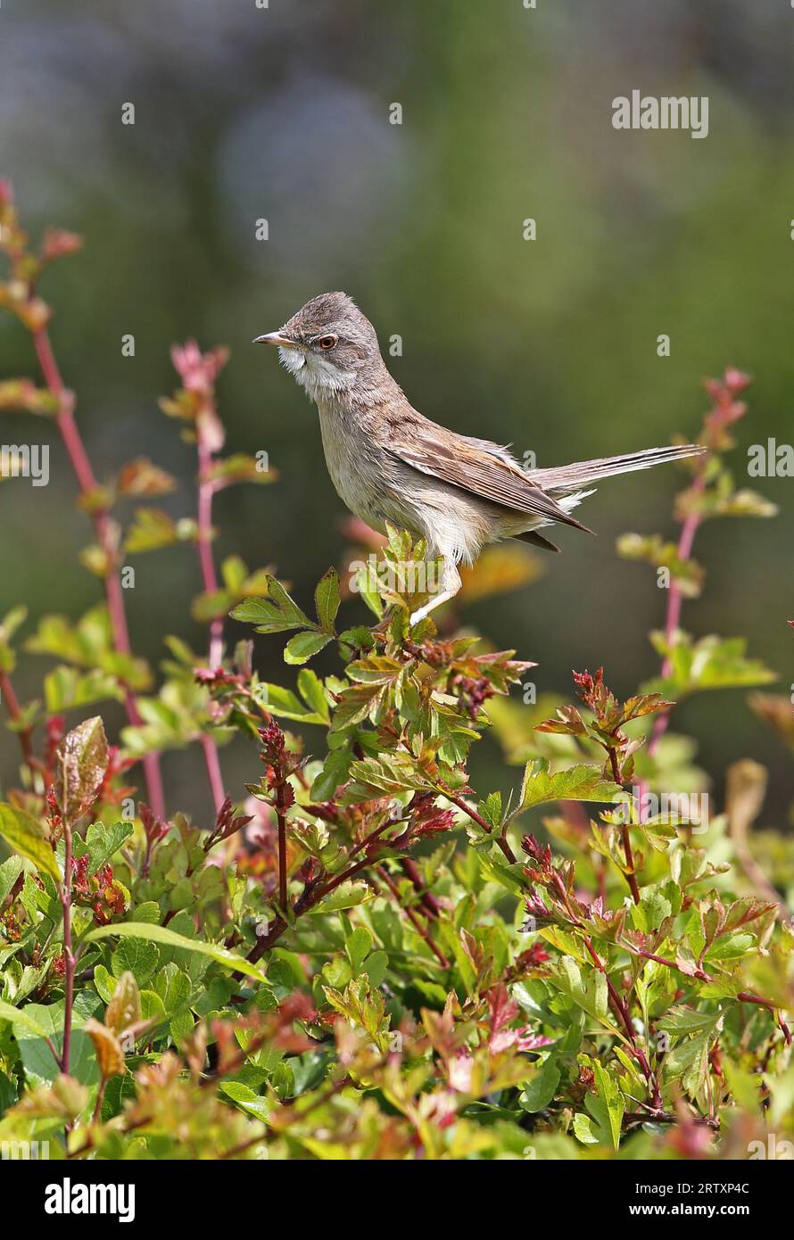 Gemeiner Weißdorn (Sylvia communis) männlich auf dem Weißdornbusch Eccles-on-Sea, Norfolk, UK. Mai Stockfoto