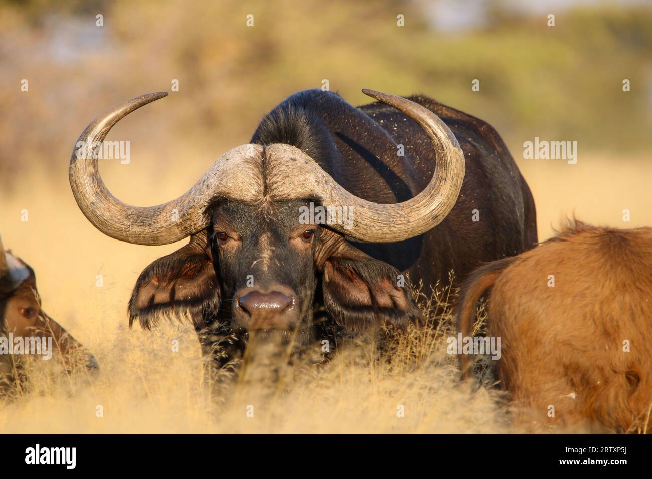 African oder Cape Buffalo Bull, Kruger National Park, Südafrika Stockfoto