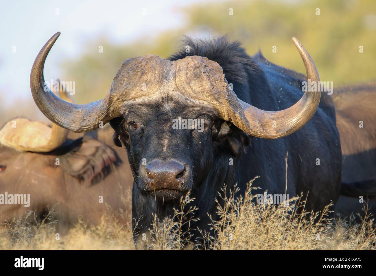 African oder Cape Buffalo Bull, Kruger National Park, Südafrika Stockfoto