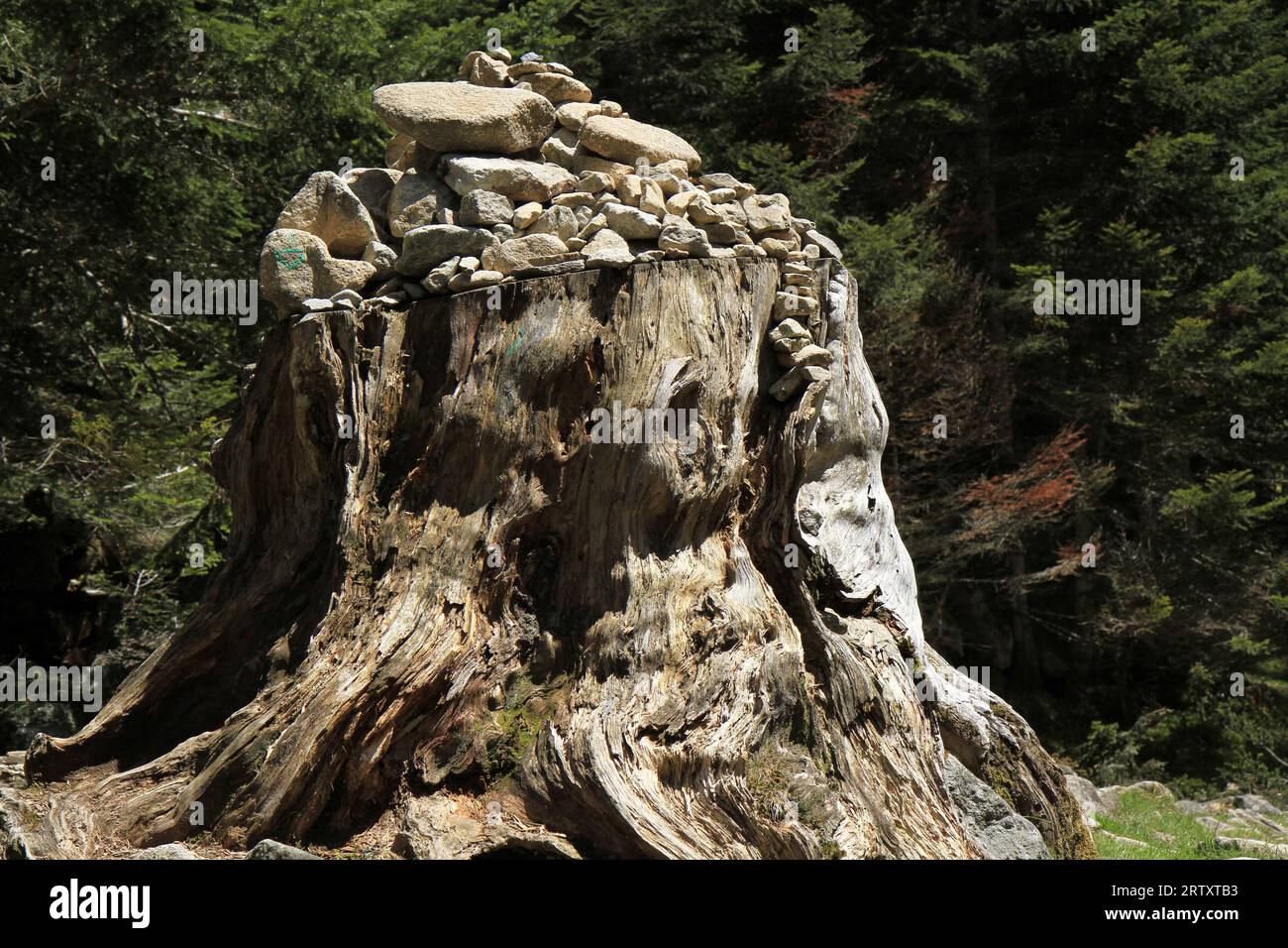 Cette souche démonte quel sapin exctionnel il a été, il permet a ce jour de baliser le chemin des randonneurs, magnifique, dans une Nature préservée Stockfoto