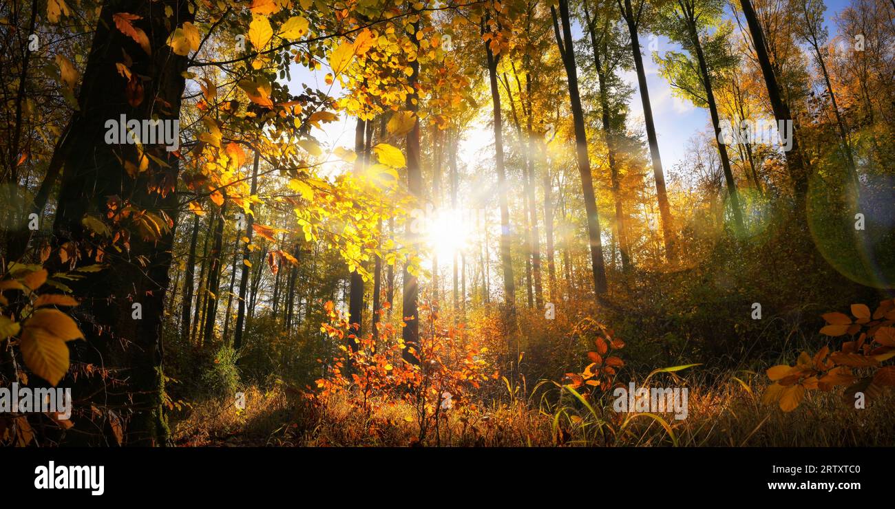 Herbstlaub auf Bäumen in den Wäldern, die von der untergehenden Sonne beleuchtet werden und wunderschöne Farben und Formen enthüllen Stockfoto