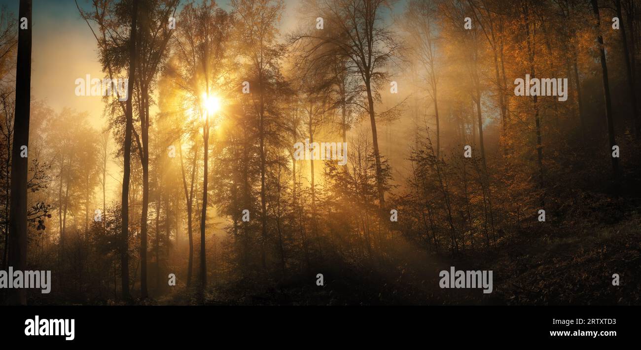 Herrliche Momente in einem Wald mit sonnendurchflutetem Nebel. Die Sonne scheint majestätisch durch den Nebel und die Silhouetten der Bäume in den Wäldern im Herbst, Pan Stockfoto