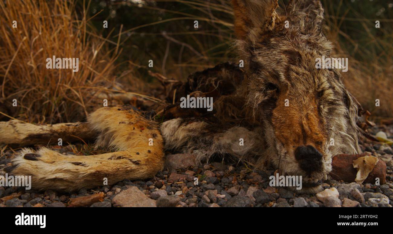 Die spukenden Überreste und der Kadaver toter und lebloser Kojoten im Wald. Stockfoto