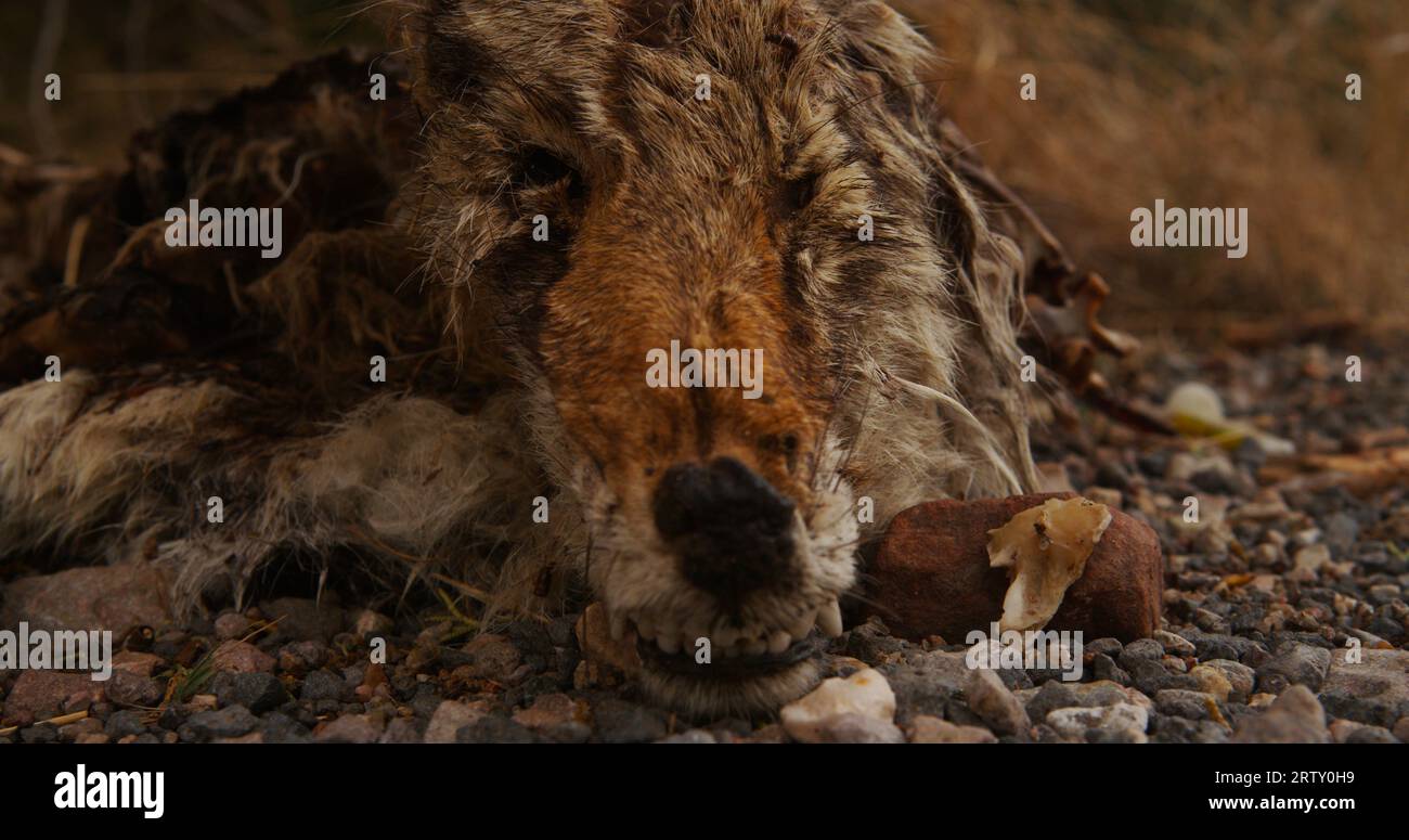 Traurige Überreste eines toten Kojoten, der im Wald verrottet Stockfoto