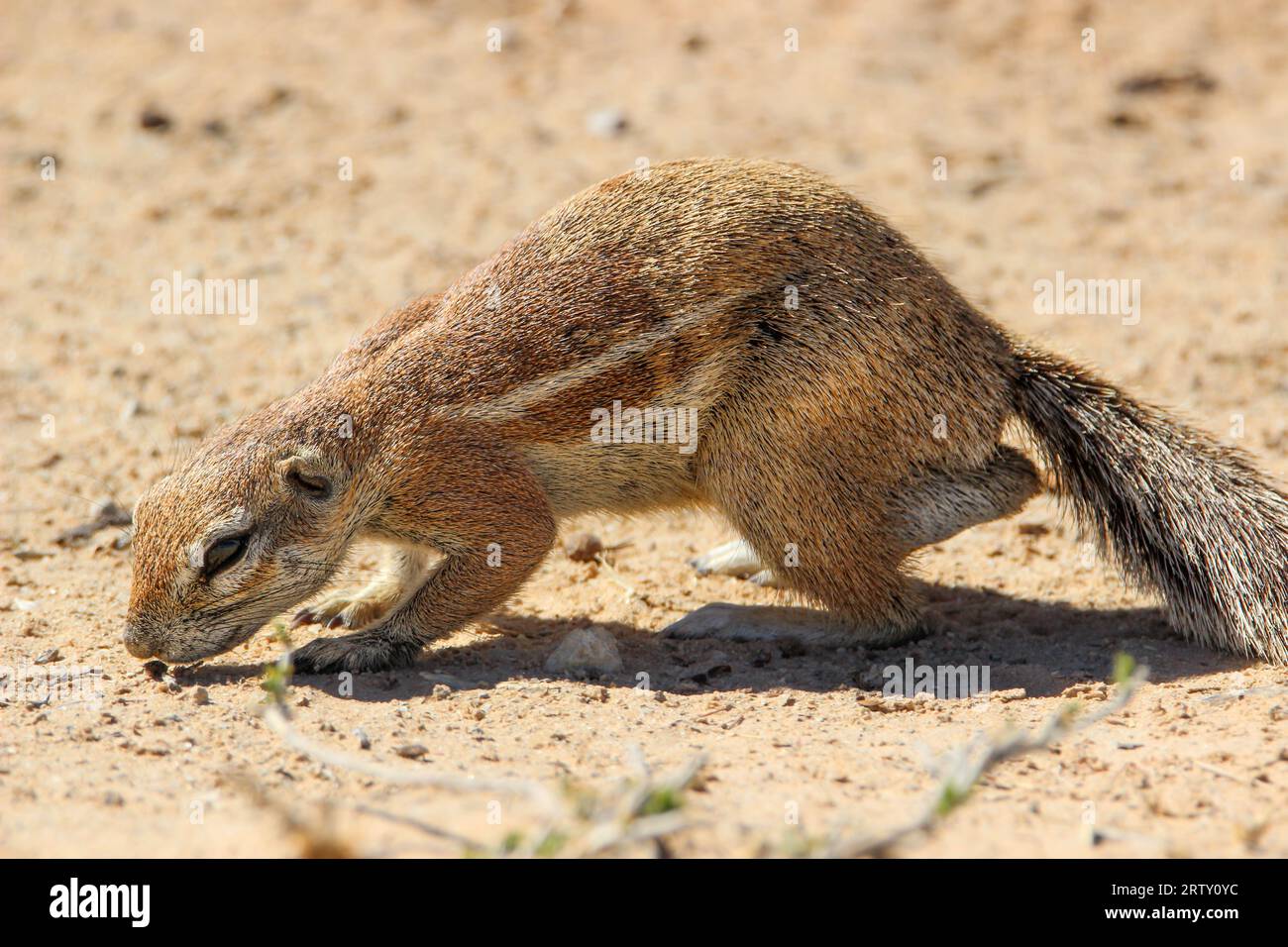Kap Ground Eichhörnchen (Geoscirus inauris), Kgalagadi, Kalahari, Südafrika Stockfoto