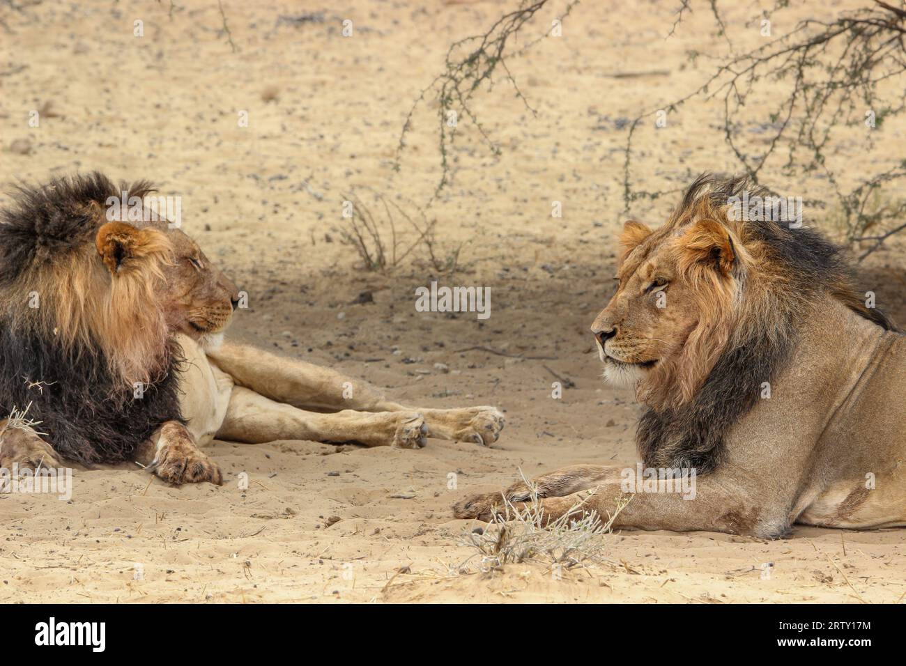 Männlicher Löwe im Kgalagadi Transfrontier Park, Kalahari, Südafrika Stockfoto