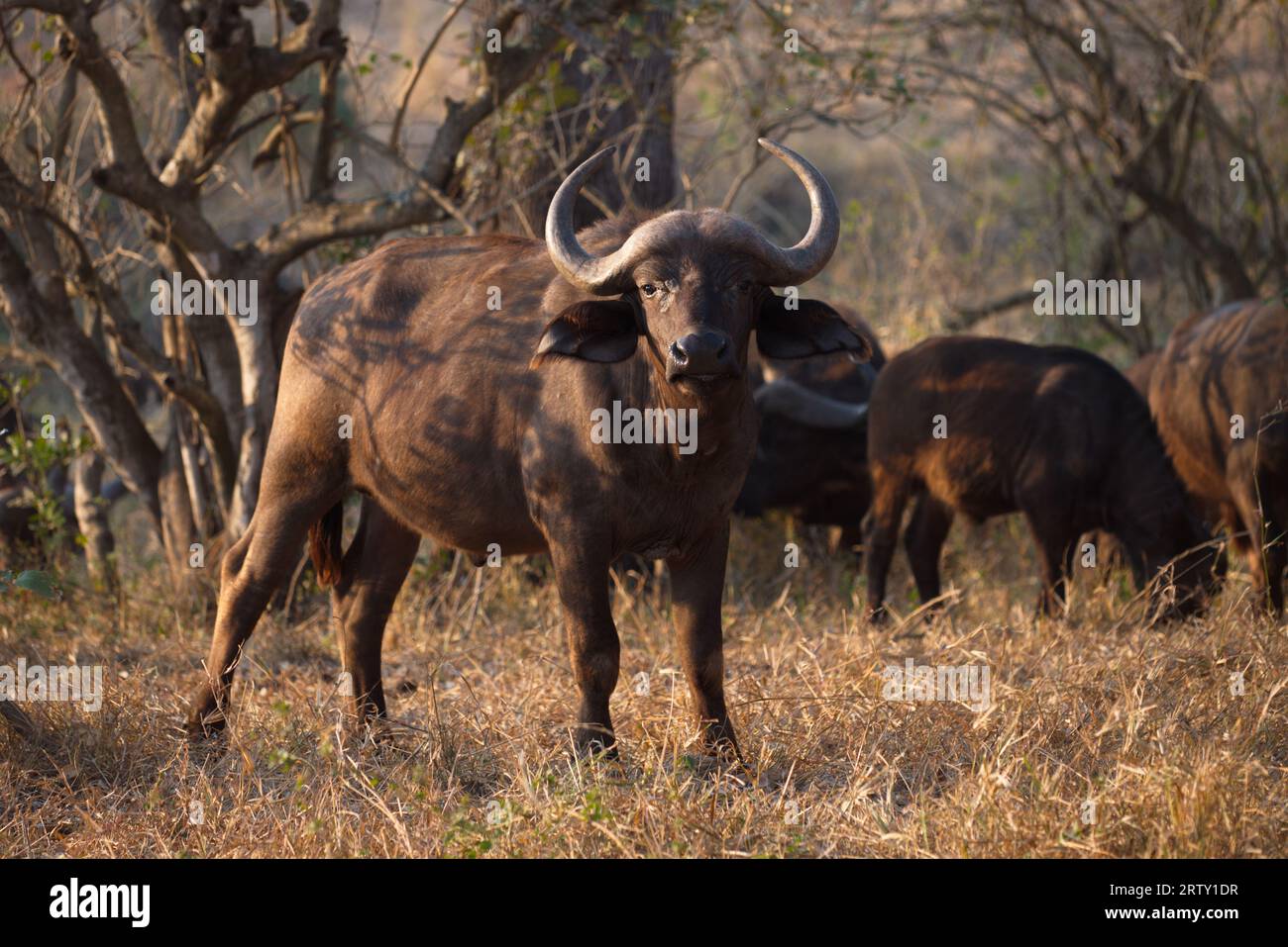 Afrikanische Büffel. Búfalo africano. Stockfoto