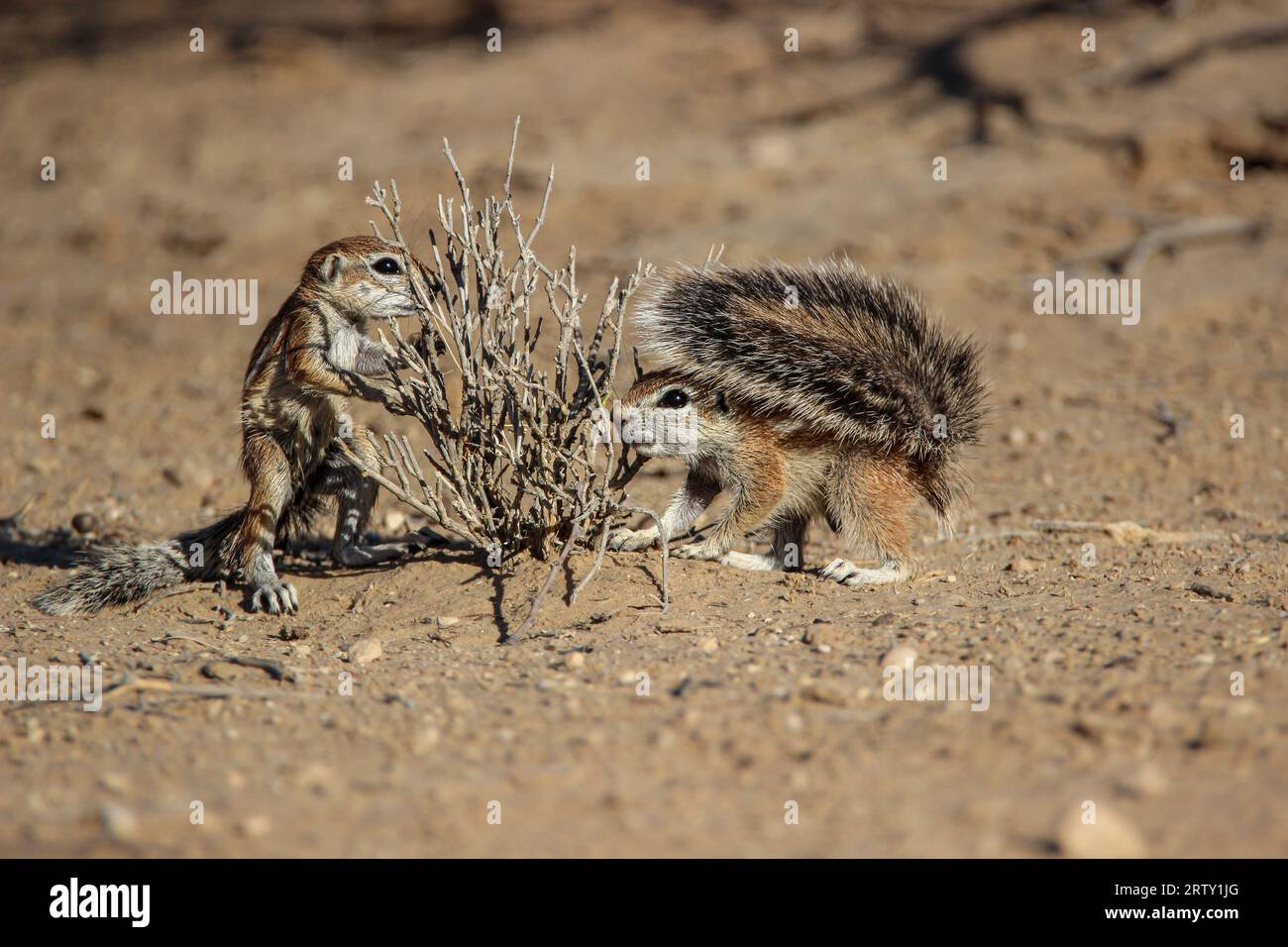 Kap Ground Eichhörnchen (Geoscirus inauris), Kgalagadi, Kalahari, Südafrika Stockfoto