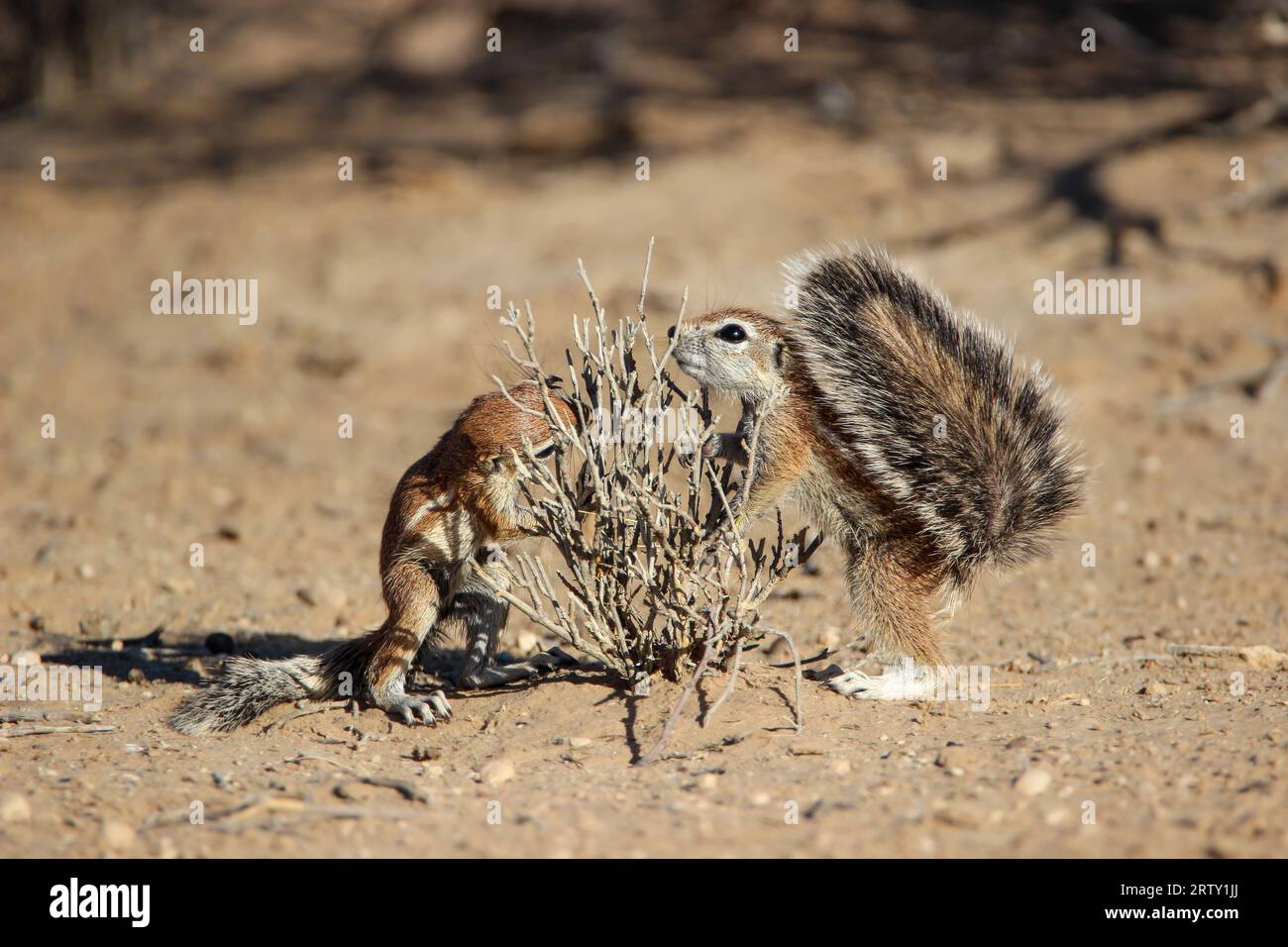 Kap Ground Eichhörnchen (Geoscirus inauris), Kgalagadi, Kalahari, Südafrika Stockfoto