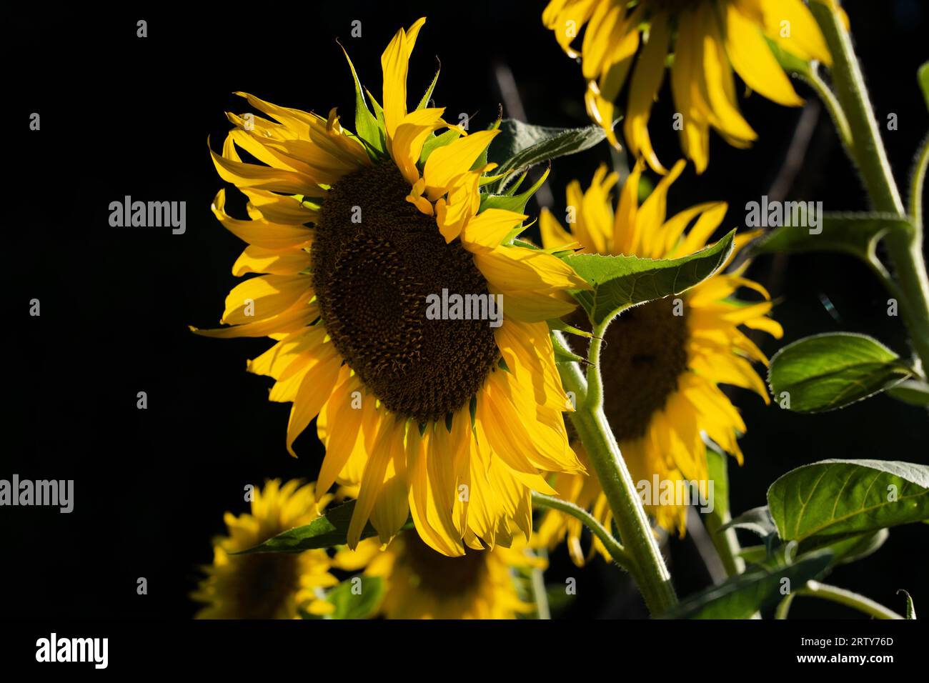 Nahaufnahme von Sonnenblumen auf schwarzem Hintergrund Stockfoto