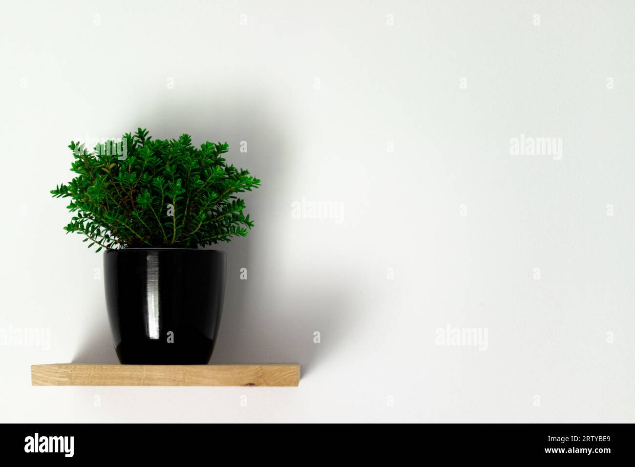Schwarzer Topf mit einer grünen Pflanze auf einem Regal an der Wand, eine Pflanze auf weißem Hintergrund Stockfoto