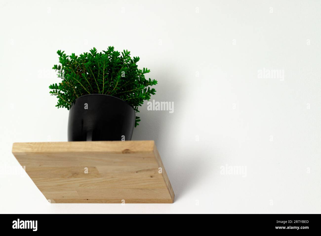 Schwarzer Topf mit einer grünen Pflanze auf einem Regal an der Wand, eine Pflanze auf weißem Hintergrund Stockfoto