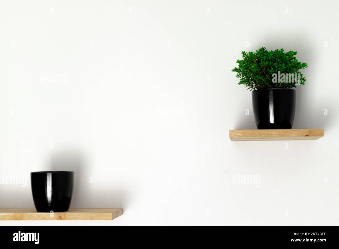 Schwarzer Topf mit einer grünen Pflanze auf einem Regal an der Wand, eine Pflanze auf weißem Hintergrund Stockfoto