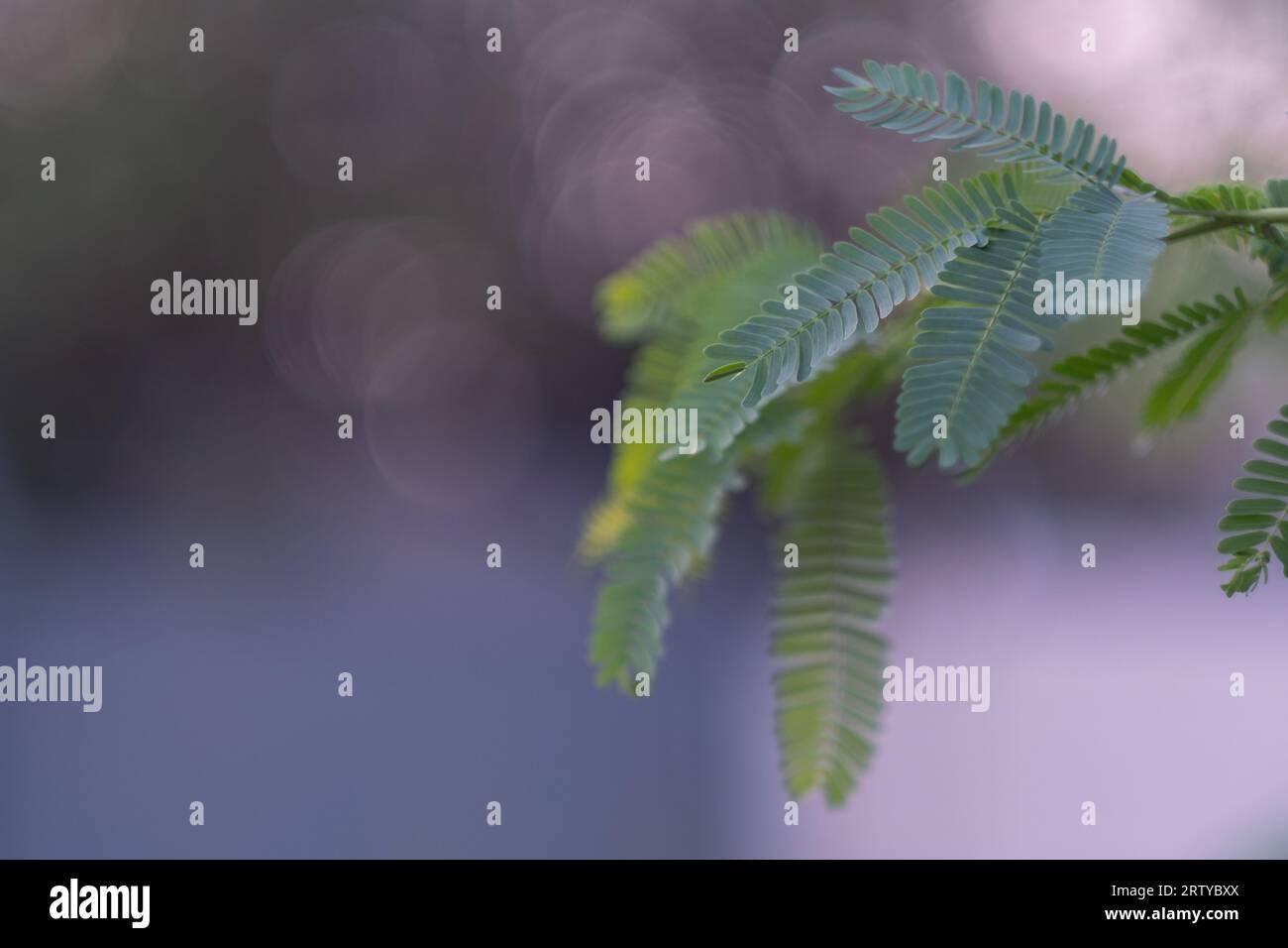 Grünes Blatt auf verschwommenem Gartenhintergrund mit Platz für Text, das an Natur, Grün und frische Hintergrundbilder erinnert. Stockfoto