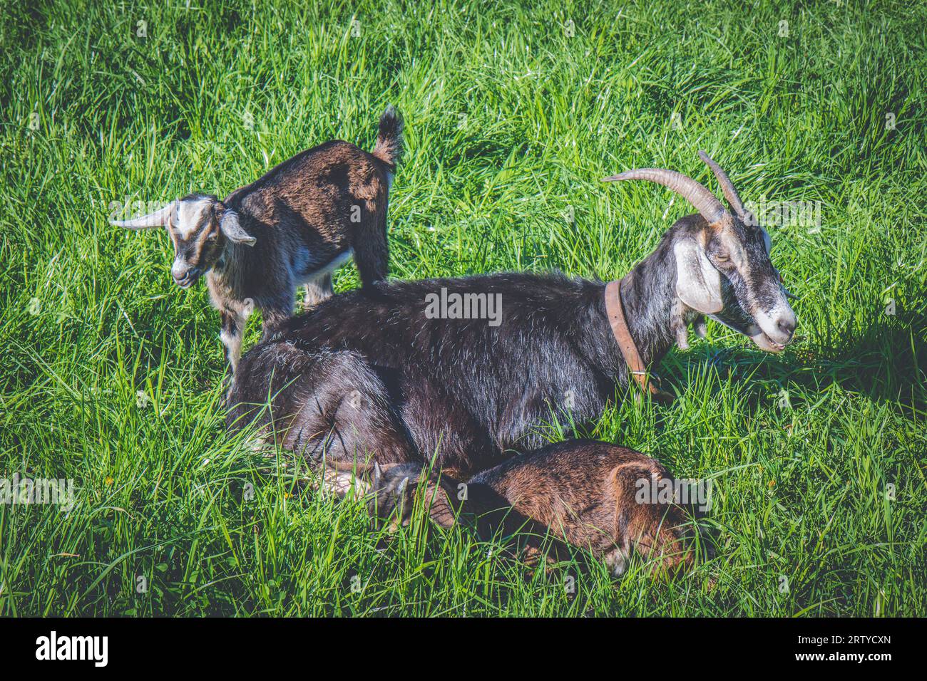 Ziegenweibchen weiden mit ihren Nachkommen auf Weide Stockfoto