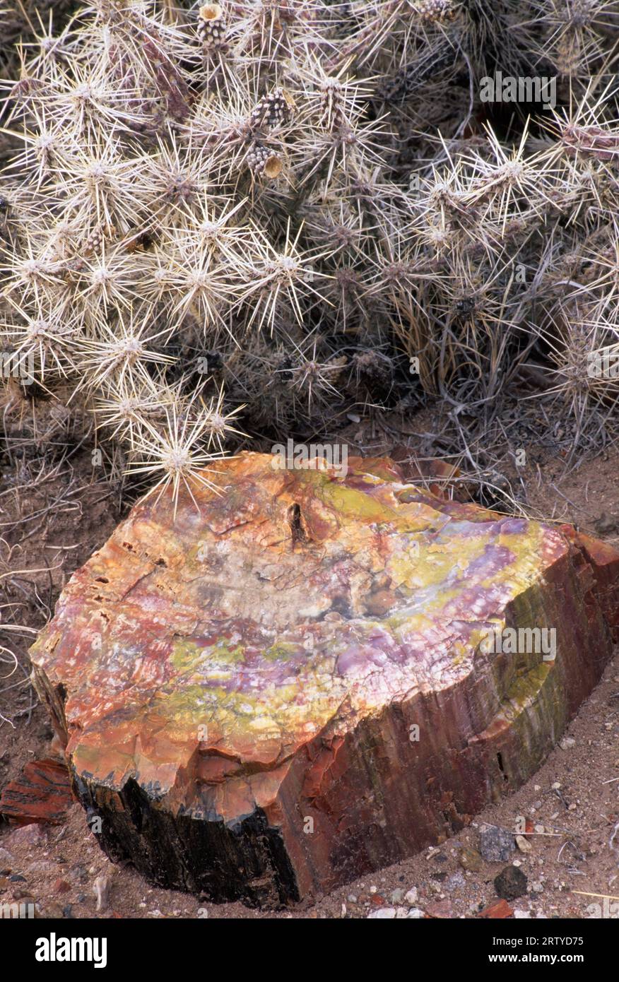 Versteinerter Baumstamm entlang des Agate House Trail, Petrified Forest National Park, Arizona Stockfoto