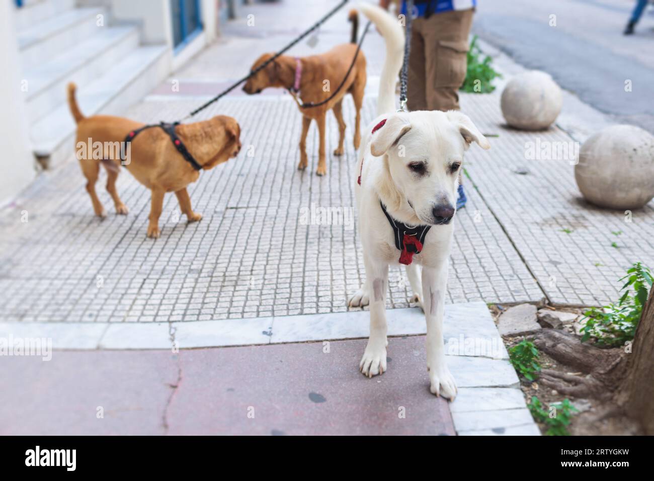 Prozess des Spazierens mit Hunden in einem Landschaftspark, professioneller Hundewanderer mit mehreren Hunden an der Leine, Freude an mehreren Hunden, Spaziergang mit Vater Stockfoto