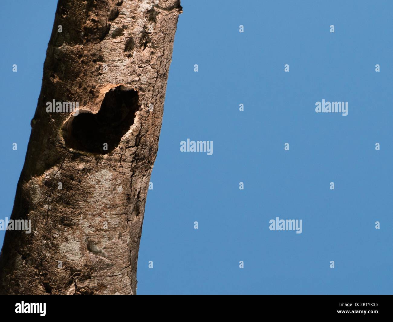 Herzförmiges Loch im Stamm eines Baumes mit blauem Himmel im Hintergrund Stockfoto