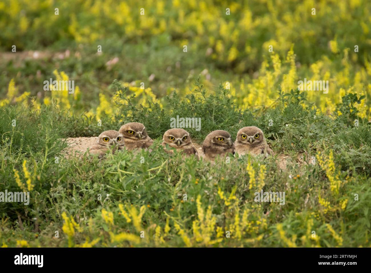 Fünf junge Eulen sitzen am Nest Stockfoto
