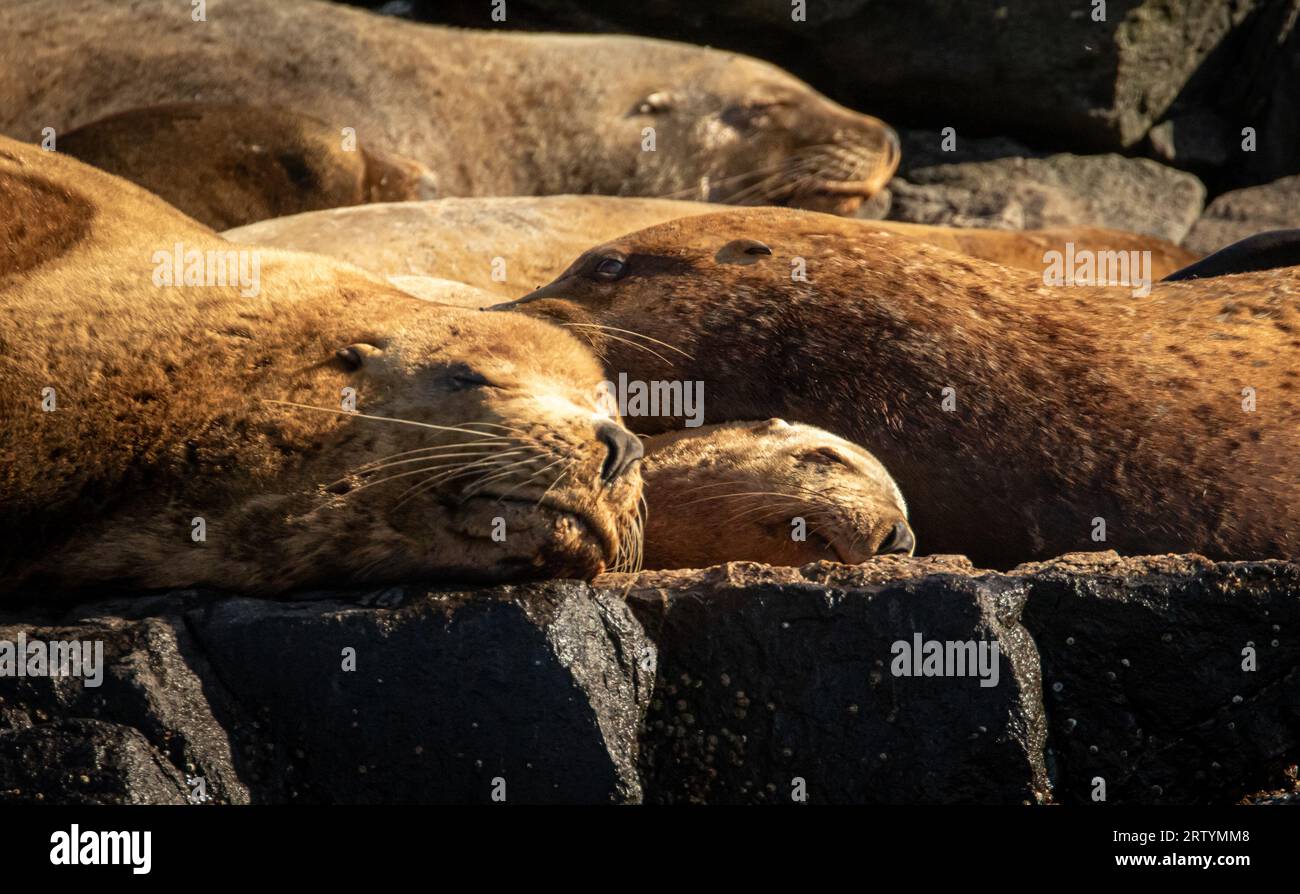 Steller Seelöwen schlafen auf einem Felsen Stockfoto