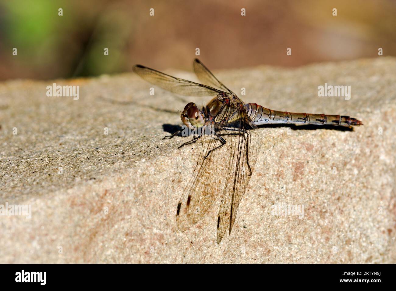 Libelle Sympetrum striolatum, auch bekannt als gewöhnlicher Darter, sitzt auf dem Stein. Sommer. Tschechische republik Natur. Stockfoto