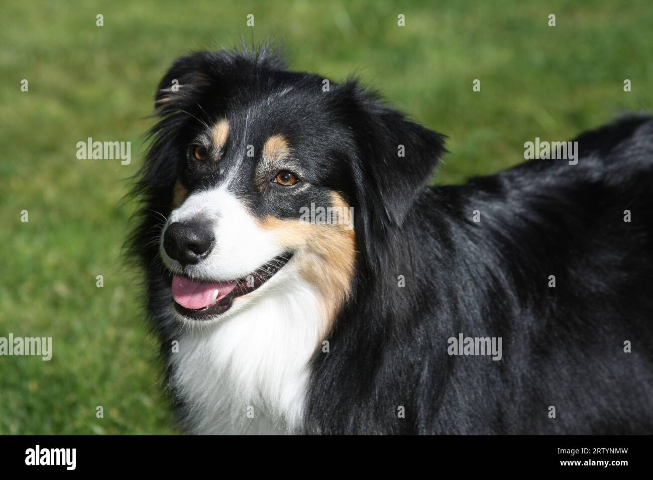 Australisches Schäferporträt, das auf Gras steht. Stockfoto