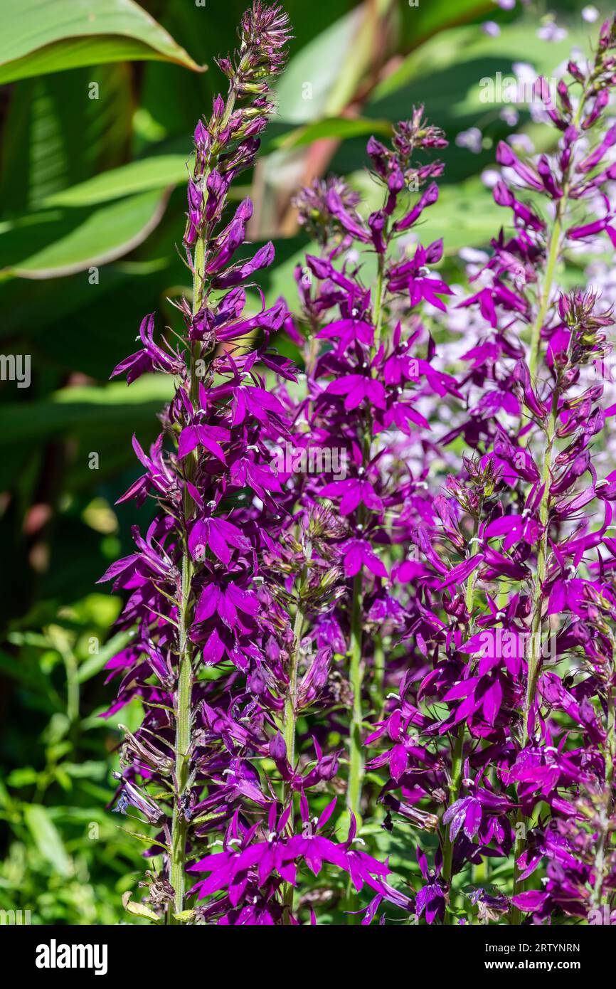 Nahaufnahme einer purpurnen Kardinalblume (lobelia cardinalis) In voller Blüte Stockfoto